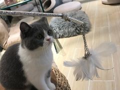-momokira米努特·德文卷毛猫·棉花面纱犬