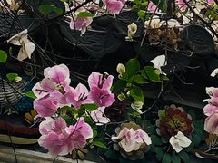 -深圳国际园林花卉博览园