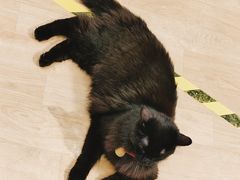 -藏猫猫咖啡主题馆(中央大道店)