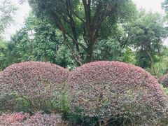 -重庆彩云湖湿地公园