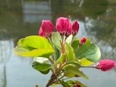 -海棠花溪(元大都城垣遗址公园)