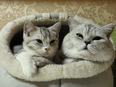 -艾贝尔宠物医院 ·内科全科(梁溪路店)