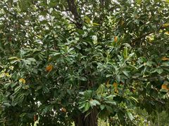 -重庆中央公园(渝北区)