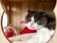 -共舞时光猫咖·狗咖(新街口店)