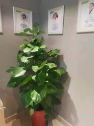 -Dr.林醫生产后修复·配方产康(南京江宁万达店)