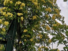 -都江堰玫瑰花溪谷