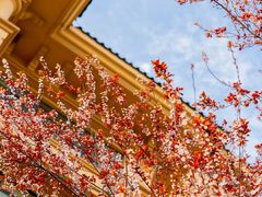 -上海星河湾双语学校