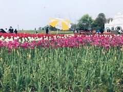 -杭州湾海上花田景区