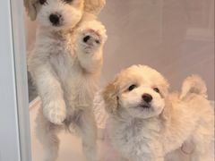 -翊宠yipet猫狗购宠庄园犬舍•猫舍