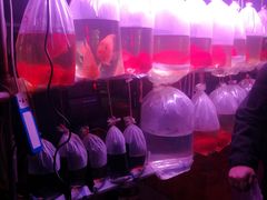 -中环花鸟鱼虫市场