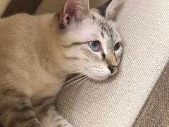 -猫和宫(六道口店)