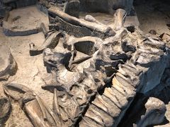 -自贡恐龙博物馆