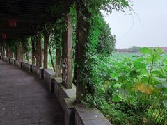 -荷塘月色湿地公园·向阳花洲