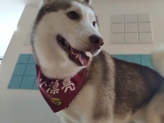 -Husky Go! 哈士奇体验馆·宠物咖啡厅狗咖