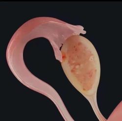 -安吉拉青春化管理中心