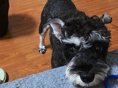 -宠爱国际动物医院· 猫科· 外科·中兽医(长白店)