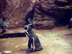 -帝企鹅自助餐厅•儿童岛•真企鹅(长隆企鹅酒店)