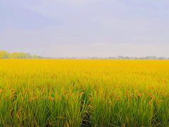 -嘉北郊野公园