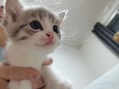 -欣宠猫屋·矮脚拿破仑·蓝金金渐层