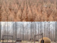 -黄海国家森林公园