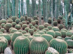 -南山植物园