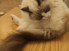 -有喵·猫咖·狗咖·30几只猫10只小狗(岗厦店)