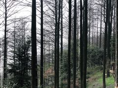 -莫干山风景区