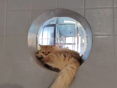 -豆逗聊愈猫阁Easy Life