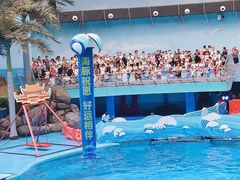-海合安成都极地海洋公园
