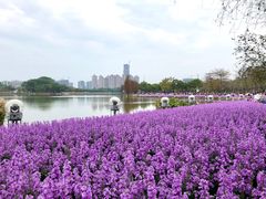 -顺峰山公园