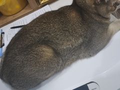 -艾贝尔宠物医院·24H转诊中心·肿瘤猫专科(江宁双龙店)
