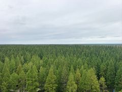 -黄海国家森林公园