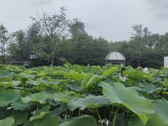-南山植物园