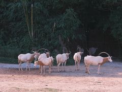 -广州长隆野生动物世界