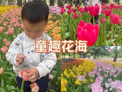-洛阳郁金香牡丹园