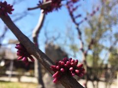 -济南国际园博园