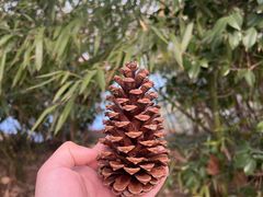 -金鸡湖桃花岛