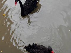 -上海野生动物园老虎餐厅