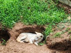 -西霞口神雕山野生动物世界