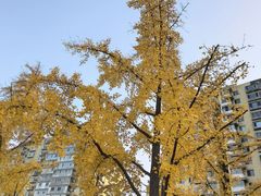 -元大都城垣遗址公园