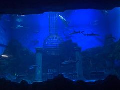 -芜湖新华联大白鲸海洋公园