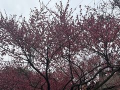 -重庆彩云湖湿地公园
