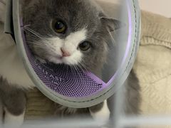 -宠物星动物医院·眼科·异宠·猫科(江南大道总院)