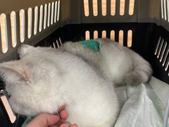 -爱侣宠医·鹦鹉专科·小型哺乳类·异宠专科(灵石路店)