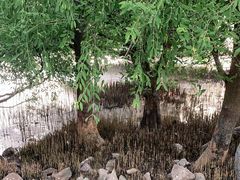 -宝安西湾红树林湿地公园