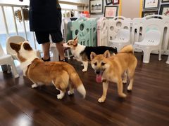 -柯斗斗主题餐厅·狗咖·围炉煮茶·茶饮(国瑞升平里店)