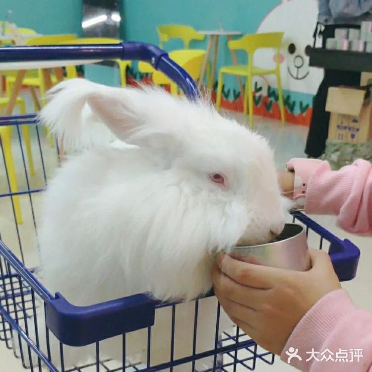 撸兔好去处，这些安哥拉兔太可爱啦！