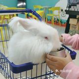 撸兔好去处,这些安哥拉兔太可爱啦!