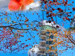 -深圳国际园林花卉博览园