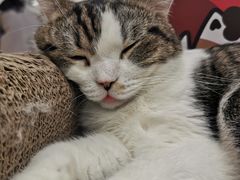 -COLOR PETS 撸猫馆·购猫·猫咖(长风大悦城店)
